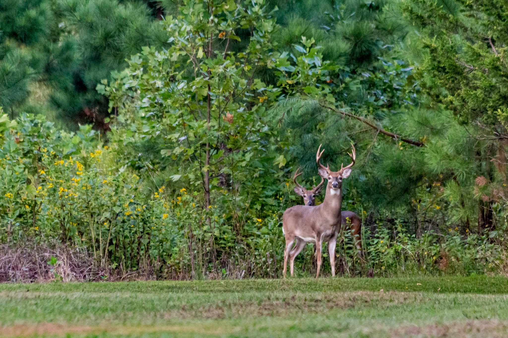 qualification-for-agricultural-wildlife-in-texas-best-wildlife-in-texas